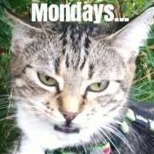 Meet your Posher, Jayden